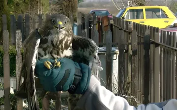 Sérült egerészölyv (Buteo buteo).